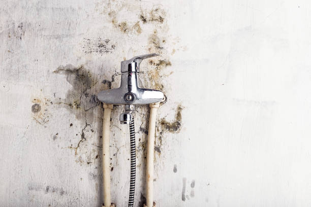 Best Black Mold Removal  in Humble, TX