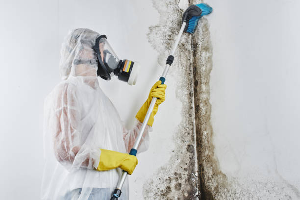 Best Toxic Mold Removal  in Humble, TX