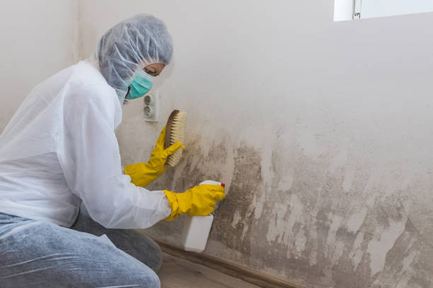 Best Commercial Mold Removal  in Humble, TX