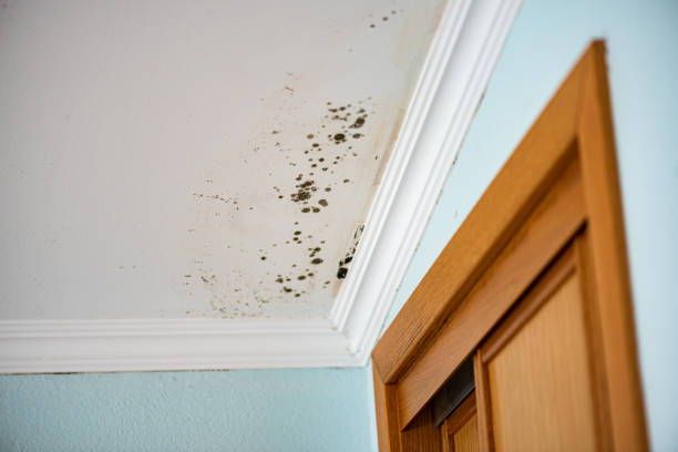 Best Mold Testing  in Humble, TX