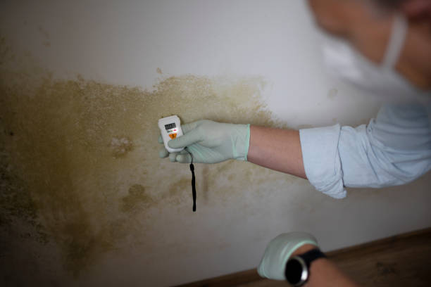Best Fast Mold Removal  in Humble, TX