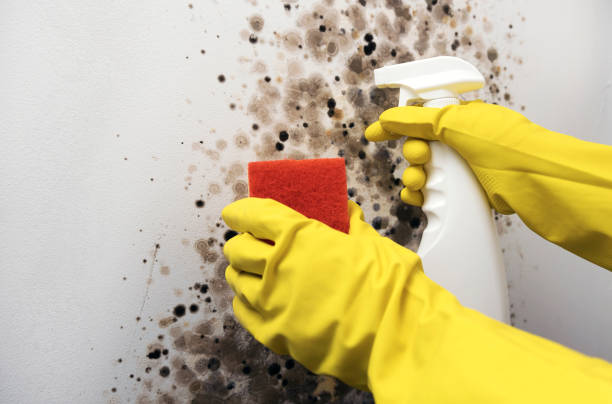 Best Mold Cleaning Services  in Humble, TX