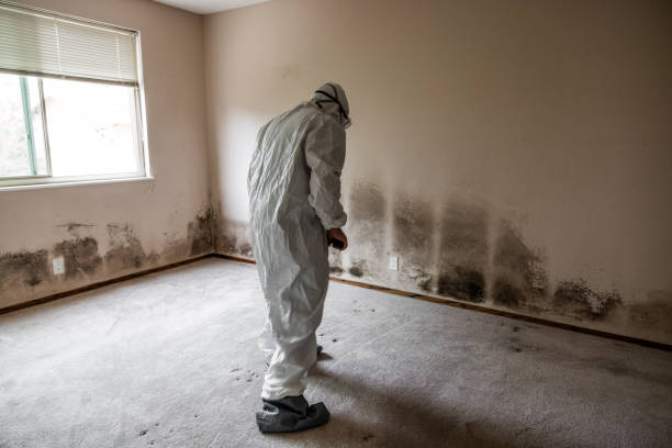 Best Mold Cleaning Services  in Humble, TX