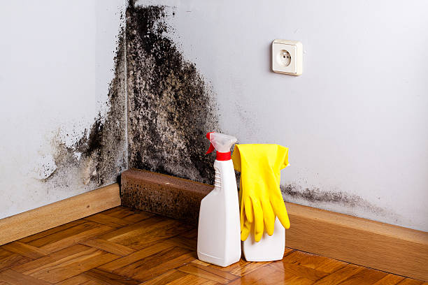 Best Mold Removal Process  in Humble, TX