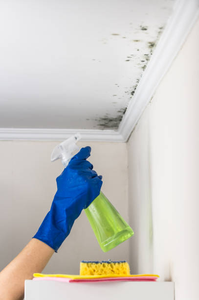 Best Mold Damage Repair  in Humble, TX