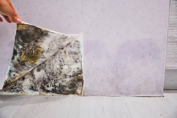 Best Mold Testing  in Humble, TX